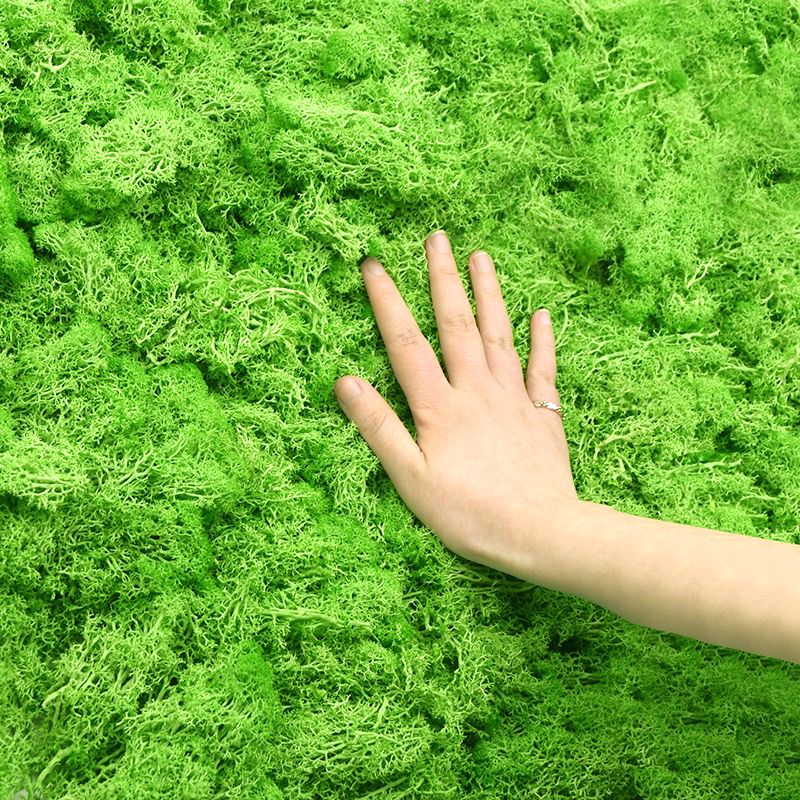 20/40g Artificial Green Plants Eternal Life Moss Grass Home Living Room Garden Decoration Mini Landscape Fake Flower DIY Crafts - Originalsgroup